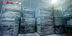 kinh doanh hải sản đông lạnh