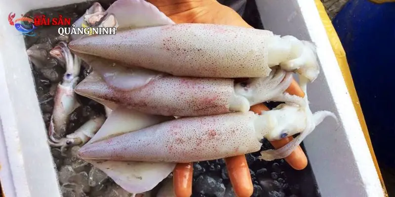 Mực tươi Mực tươi