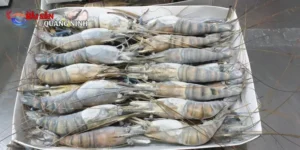 Tôm đông lạnh xuất khẩu