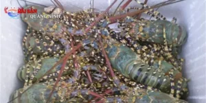 Tôm hùm đông lạnh