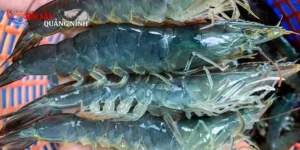 Tôm thẻ đông lạnh