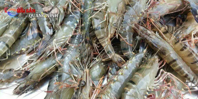 tôm tươi tôm tươi